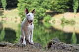 BULL TERRIER 002